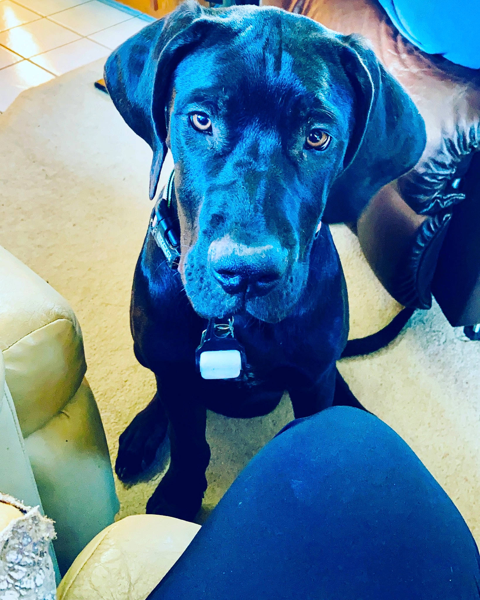 Athena is registered to the contest to win money with this photo: adventure, blue, canidae, carnivore, collar, companion_dog, dog, dog_breed, dog_collar, electric_blue, fawn, gun_dog, liver, personal_protective_equipment, pet_supply, snout, sporting_group, sports_equipment, whiskers, working_animal