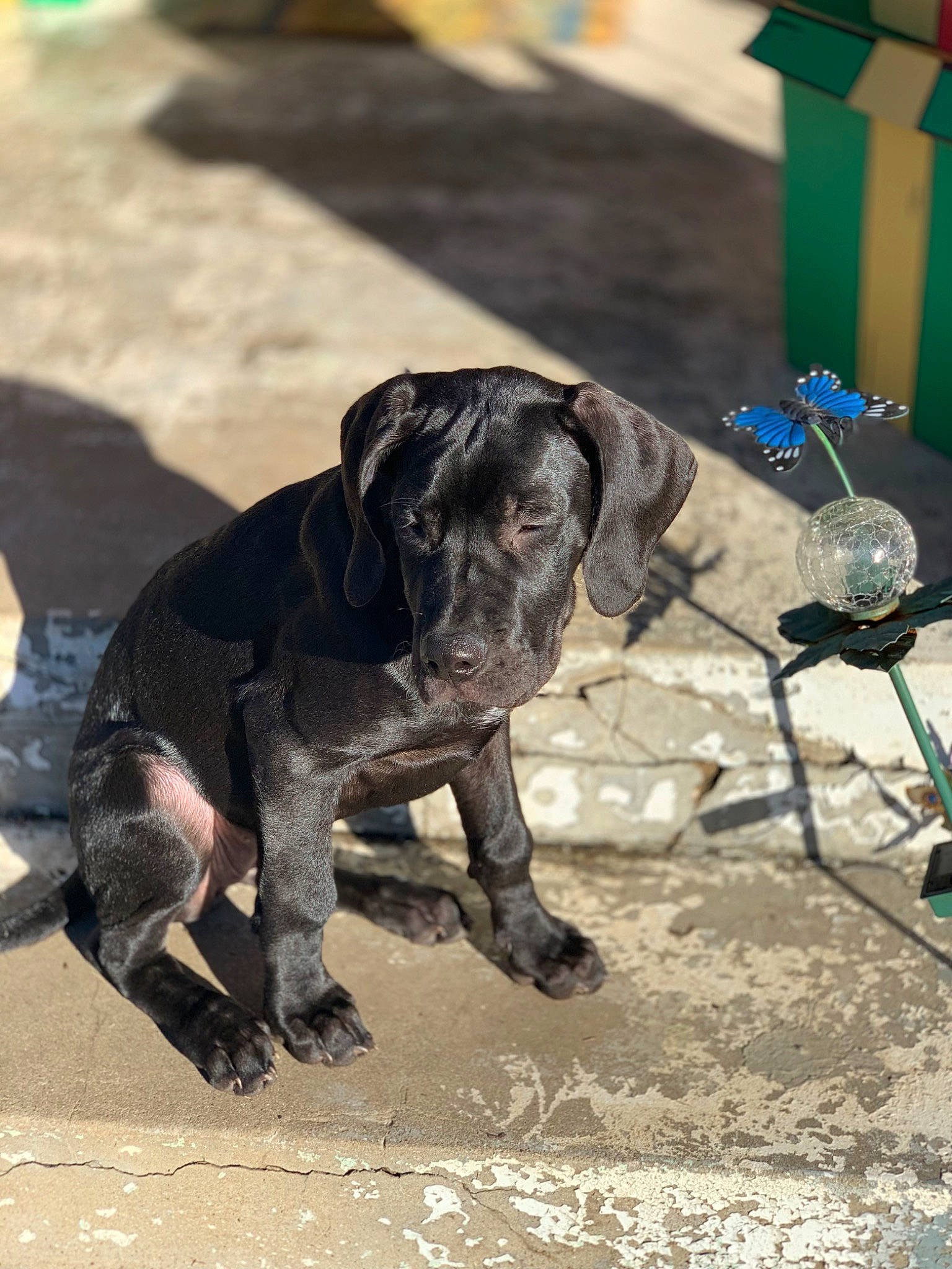 Athena joined the competition — help win amazing prizes! canidae, carnivore, collar, companion_dog, dog, dog_breed, dog_collar, dog_supply, fawn, gas, guard_dog, leash, pet_supply, snout, soil, sporting_group, tail, terrestrial_animal, working_animal, working_dog