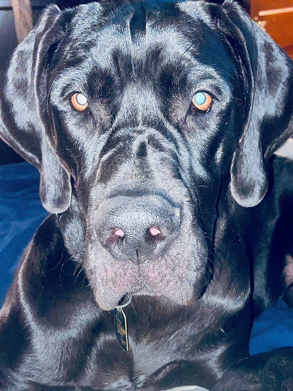 Athena is registered to the contest to win money with this photo: art, borador, canidae, carnivore, companion_dog, dog, dog_breed, electric_blue, fur, guard_dog, non_sporting_group, snout, sporting_group, whiskers, working_animal, working_dog