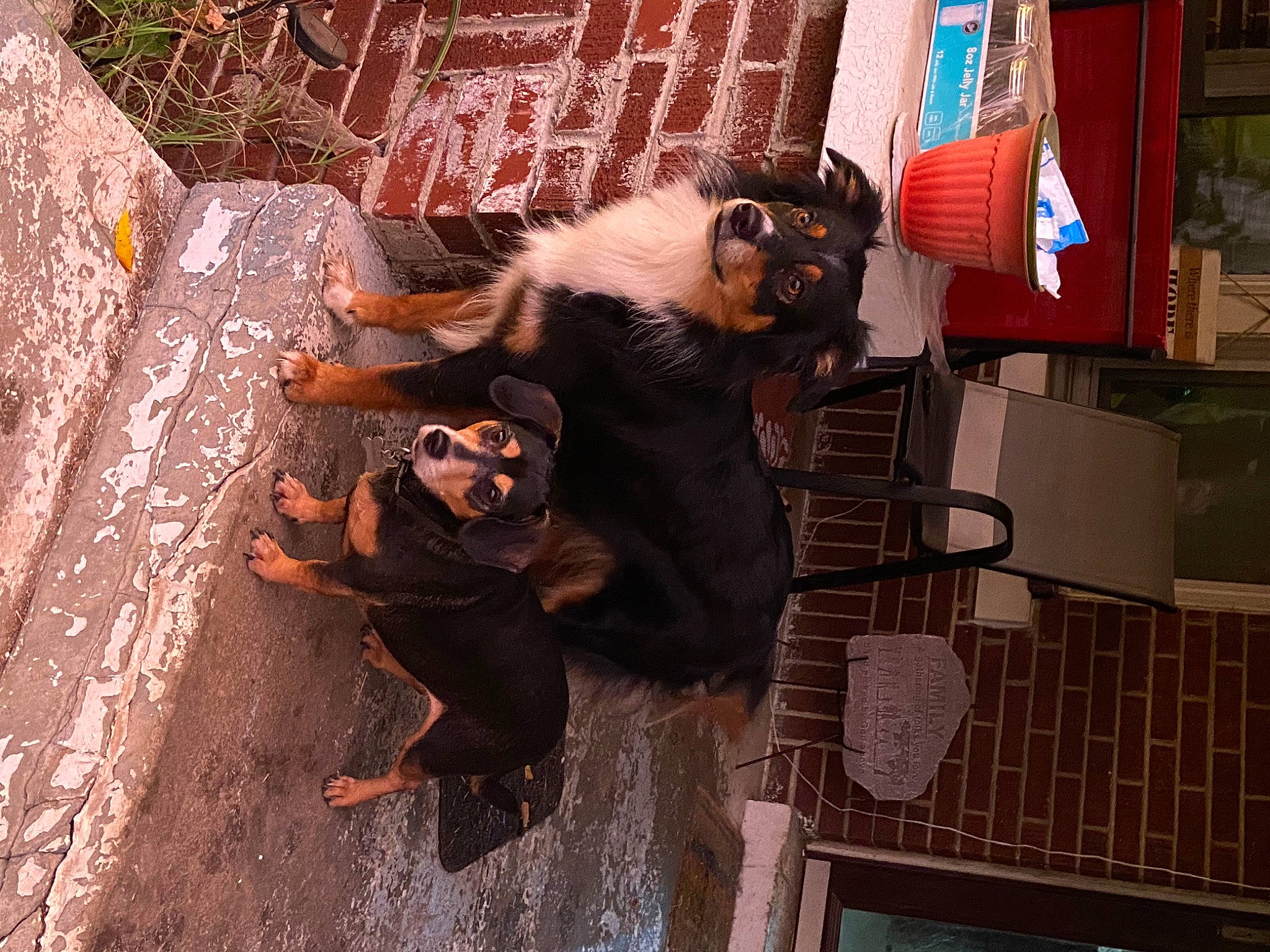 Tobi joined the competition — help win amazing prizes! american_black_bear, art, brick, brickwork, canidae, carnivore, dog_breed, fur, metal, snout, tail, terrestrial_animal, wildlife, wood, working_animal, zoo