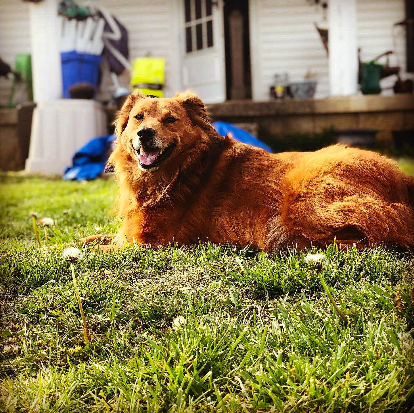 Tobi joined the competition — help win amazing prizes! canidae, carnivore, companion_dog, dog, dog_breed, dog_sports, fur, grass, guard_dog, gun_dog, happy, herding_dog, houseplant, liver, plant, retriever, snout, sporting_group, working_animal, working_dog