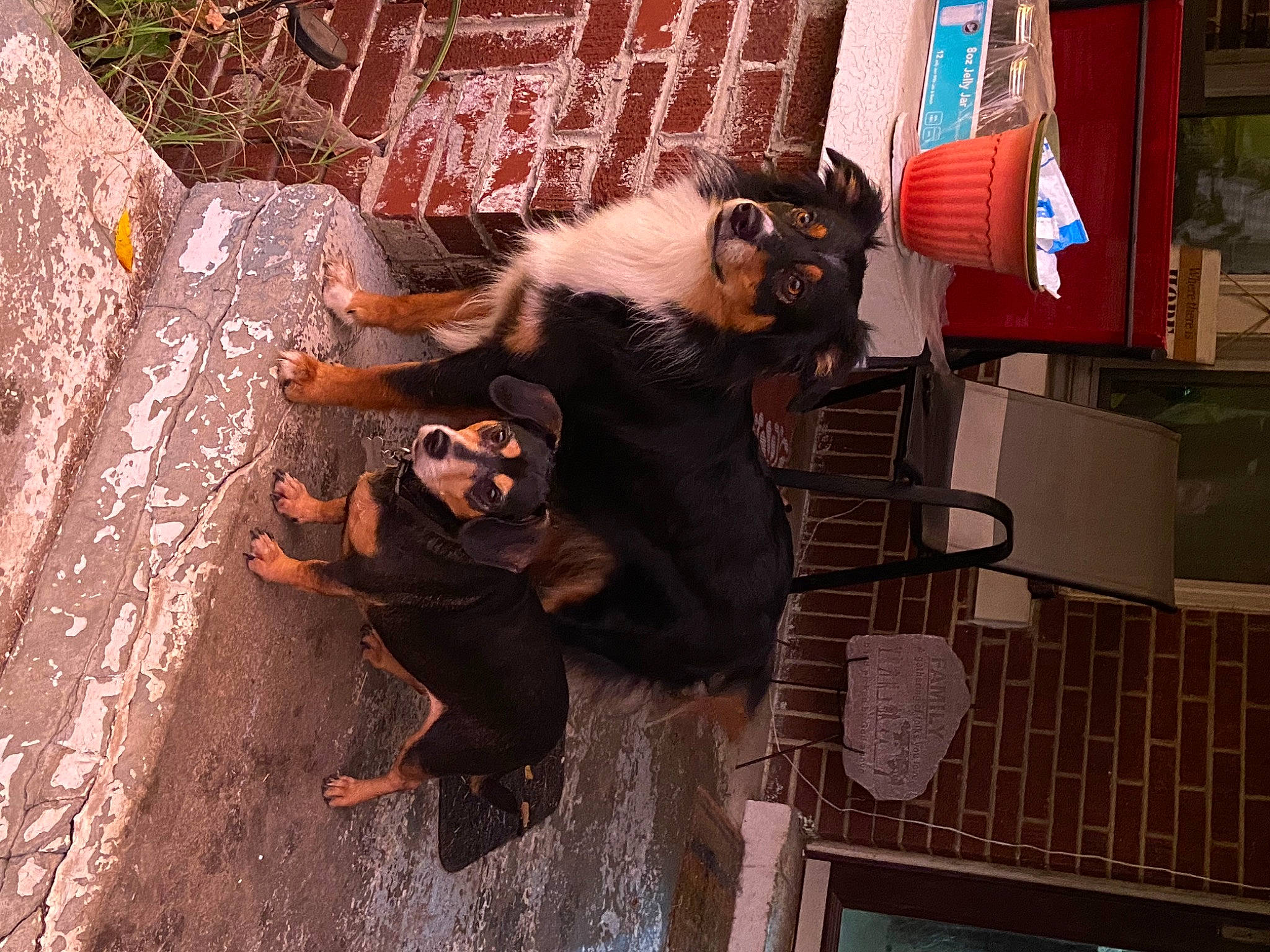 Rocky joined the competition — help win amazing prizes! american_black_bear, art, brick, brickwork, canidae, carnivore, dog_breed, felidae, fur, metal, snout, sporting_group, tail, terrestrial_animal, wildlife, wood, working_animal, zoo