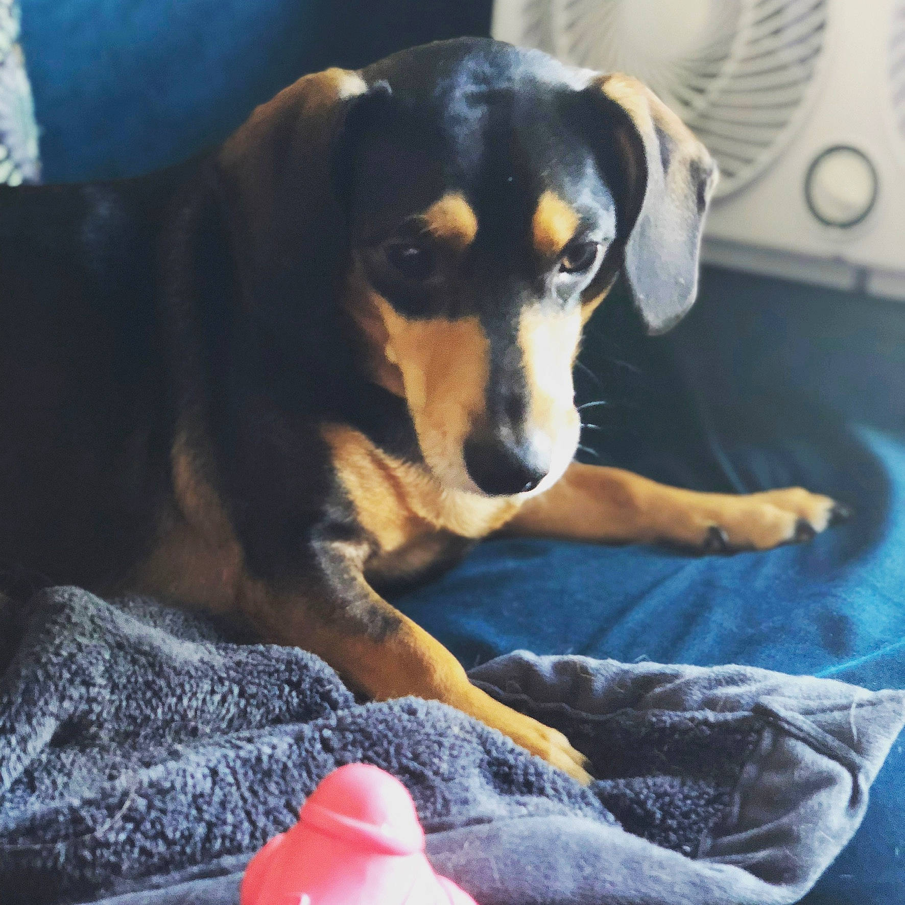 Rocky is registered to the contest to win money with this photo: carmine, carnivore, comfort, companion_dog, cone, dog, dog_breed, guard_dog, mechanical_fan, sporting_group, working_animal, working_dog