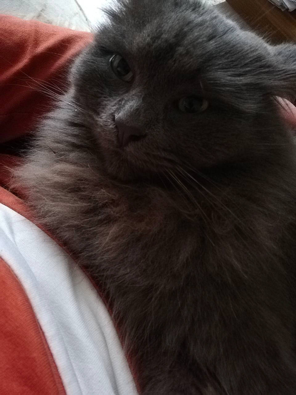 Grisou a rejoint le concours — aidez-le/la à gagner de superbes lots ! black_cat, british_longhair, carnivore, cat, claw, comfort, fawn, felidae, fur, grey, small_to_medium_sized_cats, snout, tail, terrestrial_animal, whiskers