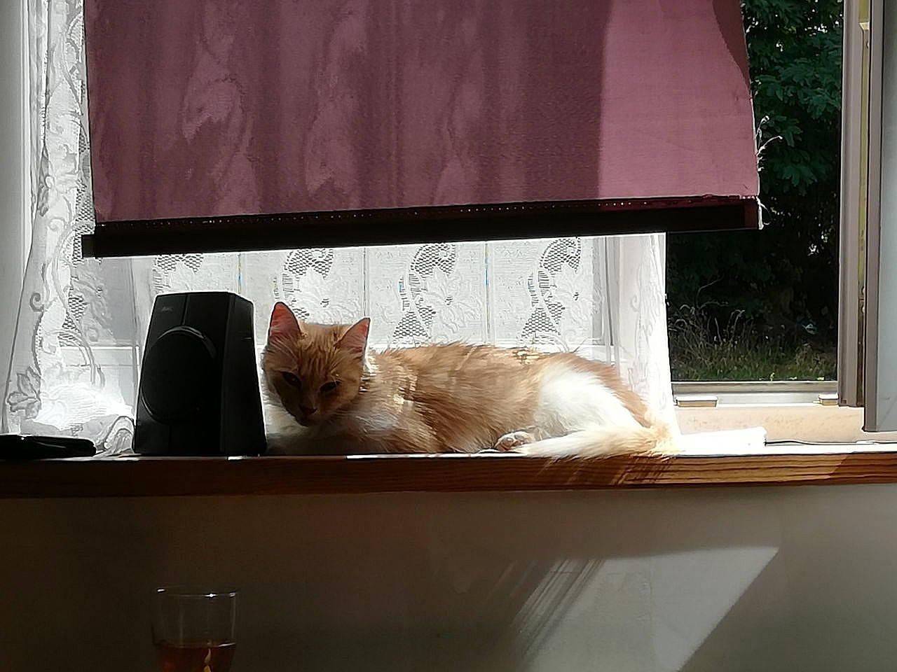 Moumoune participe au concours pour gagner de l'argent avec cette photo : carnivore, cat, comfort, curtain, display_device, domestic_short_haired_cat, felidae, hardwood, interior_design, living_room, rectangle, shade, small_to_medium_sized_cats, tail, tints_and_shades, whiskers, window, window_covering, window_treatment, wood