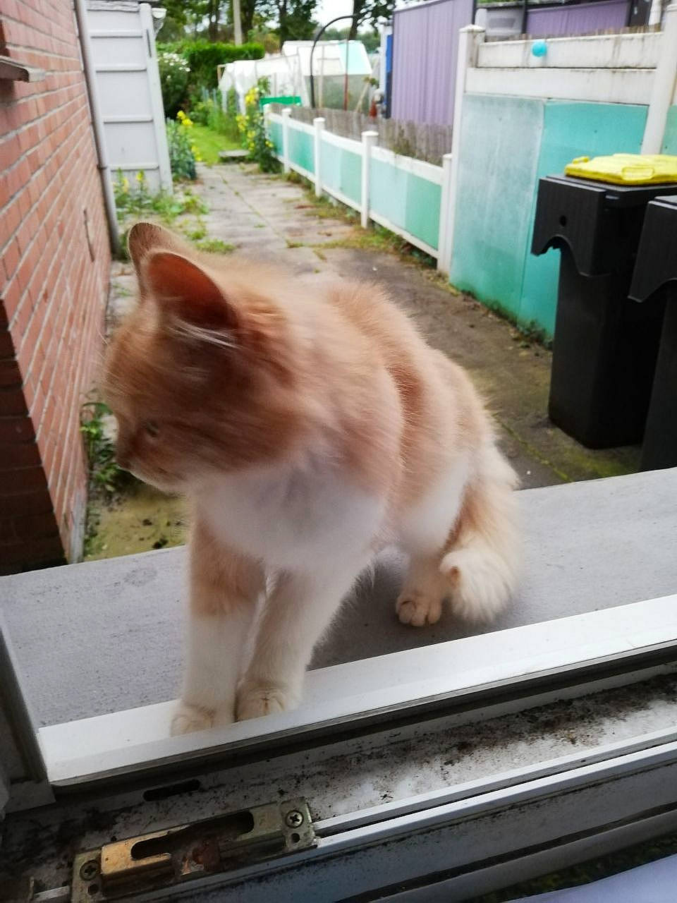 Moumoune participe au concours pour gagner de l'argent avec cette photo : carnivore, cat, domestic_short_haired_cat, fawn, felidae, fur, grass, mammal, plant, small_to_medium_sized_cats, snapshot, snout, tail, tree, vertebrate, waste_container, whiskers, window, windshield, wood