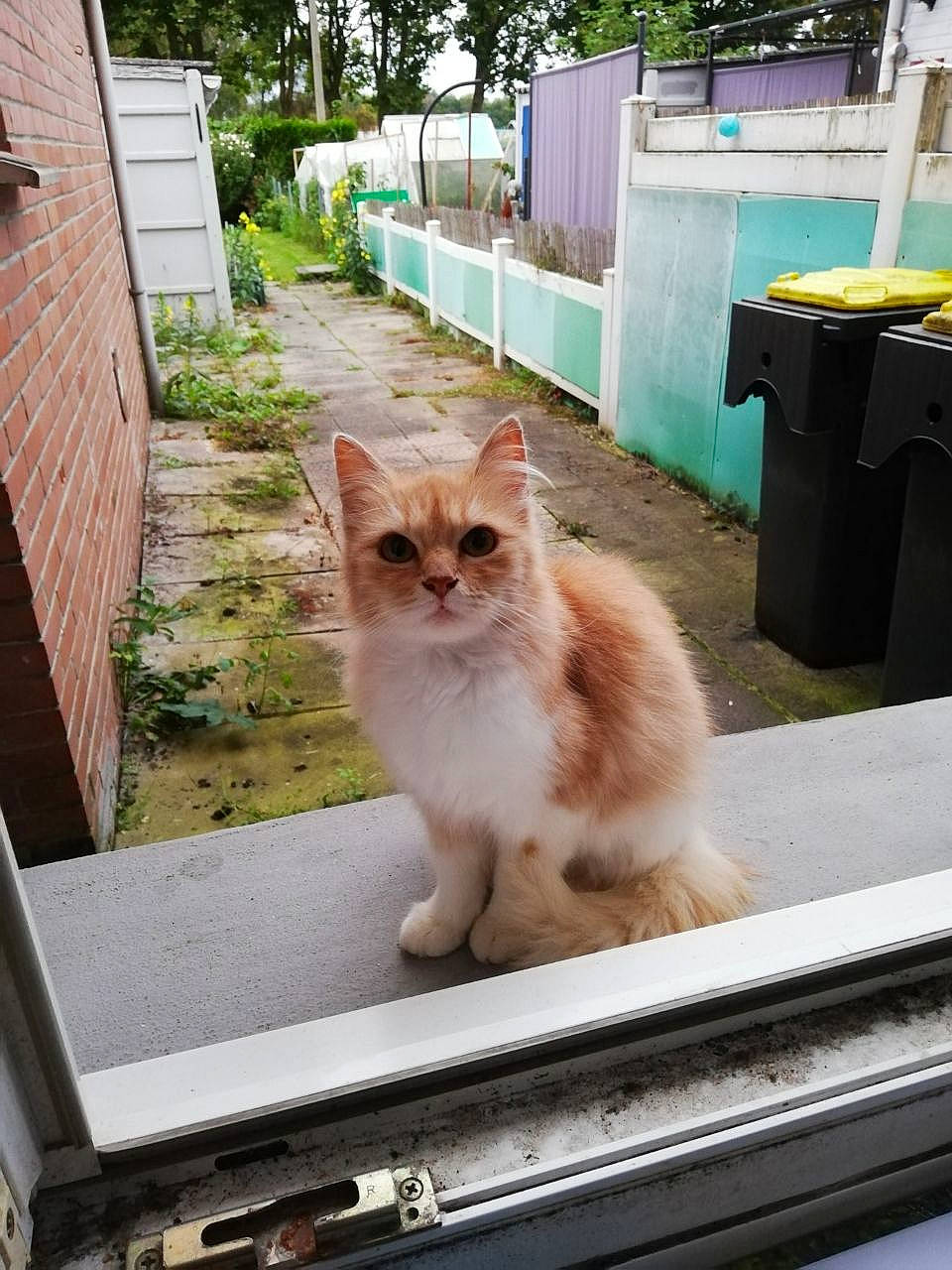 Moumoune a rejoint le concours — aidez-le/la à gagner de superbes lots ! carnivore, cat, domestic_short_haired_cat, fawn, felidae, fence, grass, mammal, plant, road_surface, small_to_medium_sized_cats, snout, tail, tree, vertebrate, waste_container, waste_containment, whiskers, window, wood