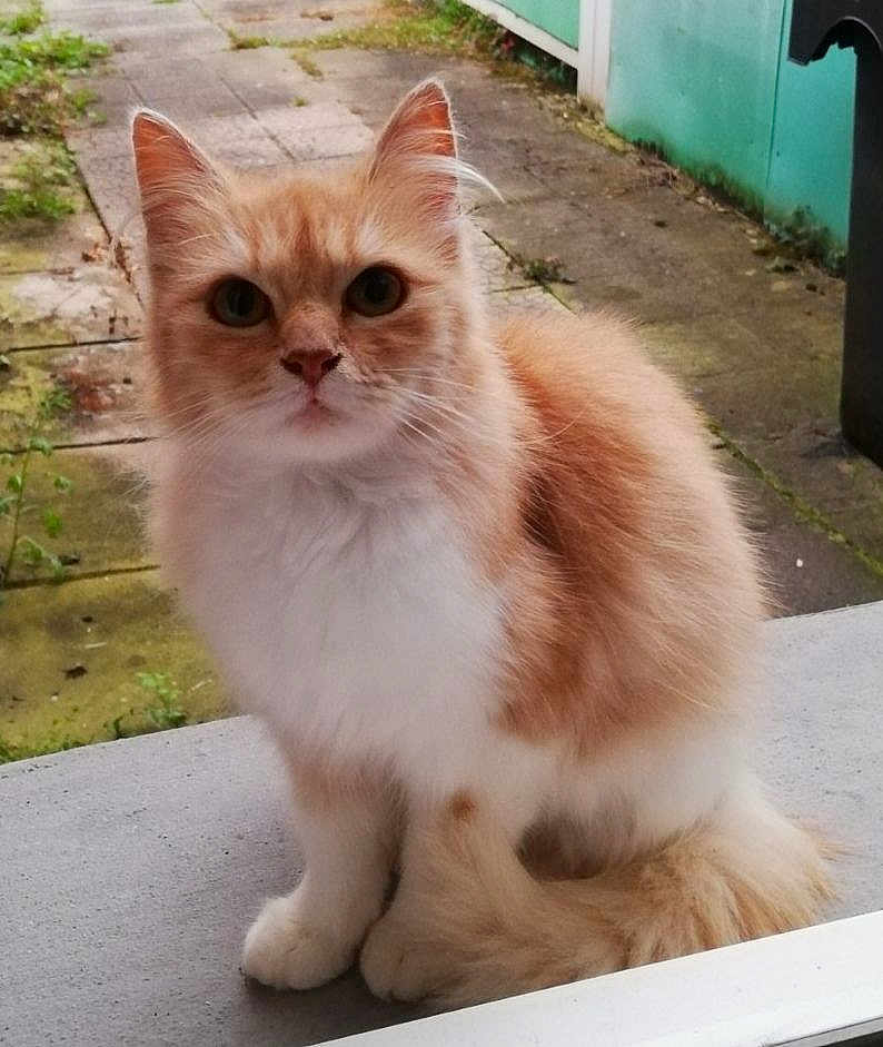 Moumoune