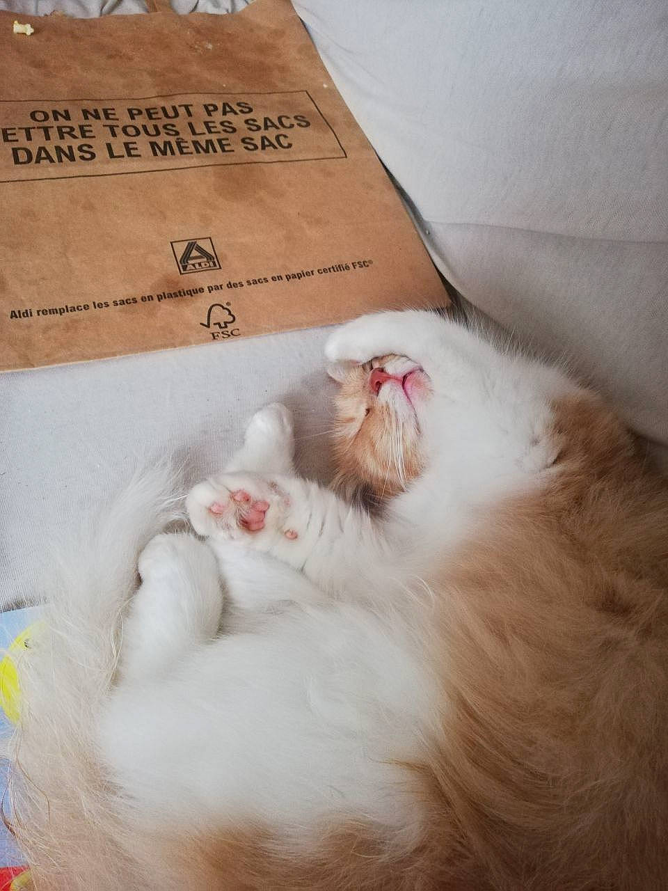 Moumoune participe au concours pour gagner de l'argent avec cette photo : carnivore, cat, claw, comfort, comfort_food, fawn, felidae, foot, fur, natural_material, packaging_and_labeling, paper_product, paw, small_to_medium_sized_cats, whiskers