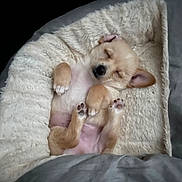 Casper is registered to the contest to win money with this photo: adorable, animal, bed, blanket, comfort, cozy, cute, dog, ears, fluffy, fur, indoor, paws, pet, puppy, relaxed, resting, sleeping, soft, young
