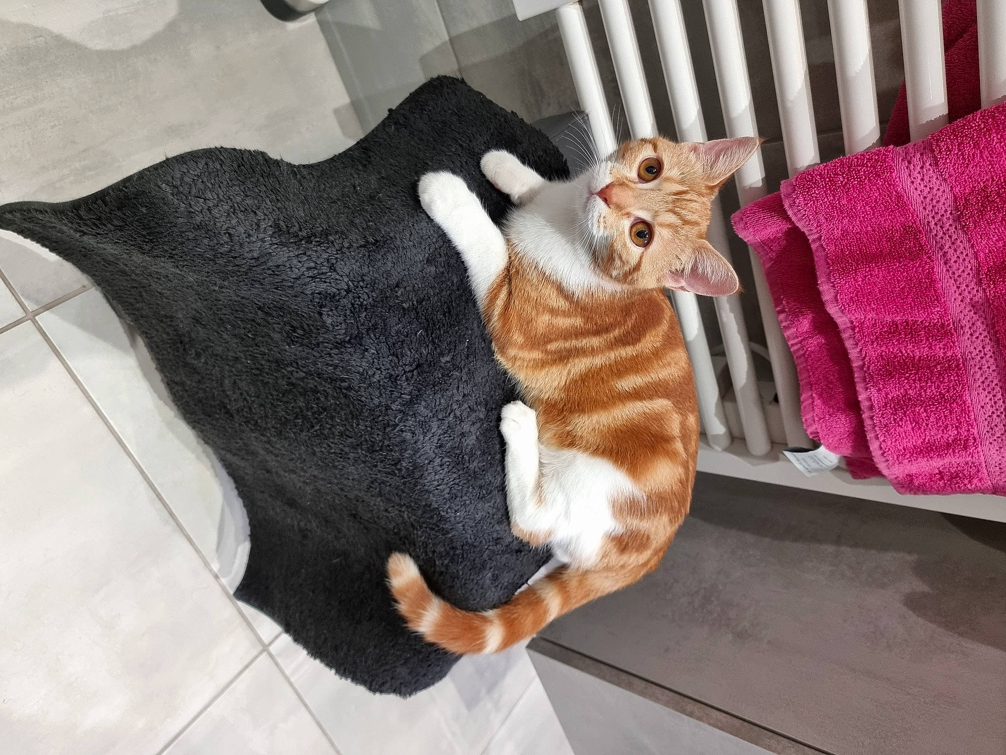 Tokyo a rejoint le concours — aidez-le/la à gagner de superbes lots ! carnivore, cat, cat_supply, comfort, companion_dog, couch, dog_breed, domestic_short_haired_cat, fawn, felidae, fur, linens, paw, room, small_to_medium_sized_cats, snout, stuffed_toy, tail, toy, whiskers