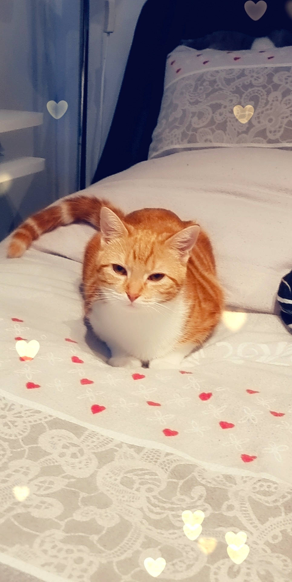 Tokyo participe au concours pour gagner de l'argent avec cette photo : bedding, carnivore, cat, cat_supply, comfort, domestic_short_haired_cat, fawn, felidae, flooring, fur, linens, pet_supply, room, small_to_medium_sized_cats, snout, tail, textile, tree, whiskers, wood