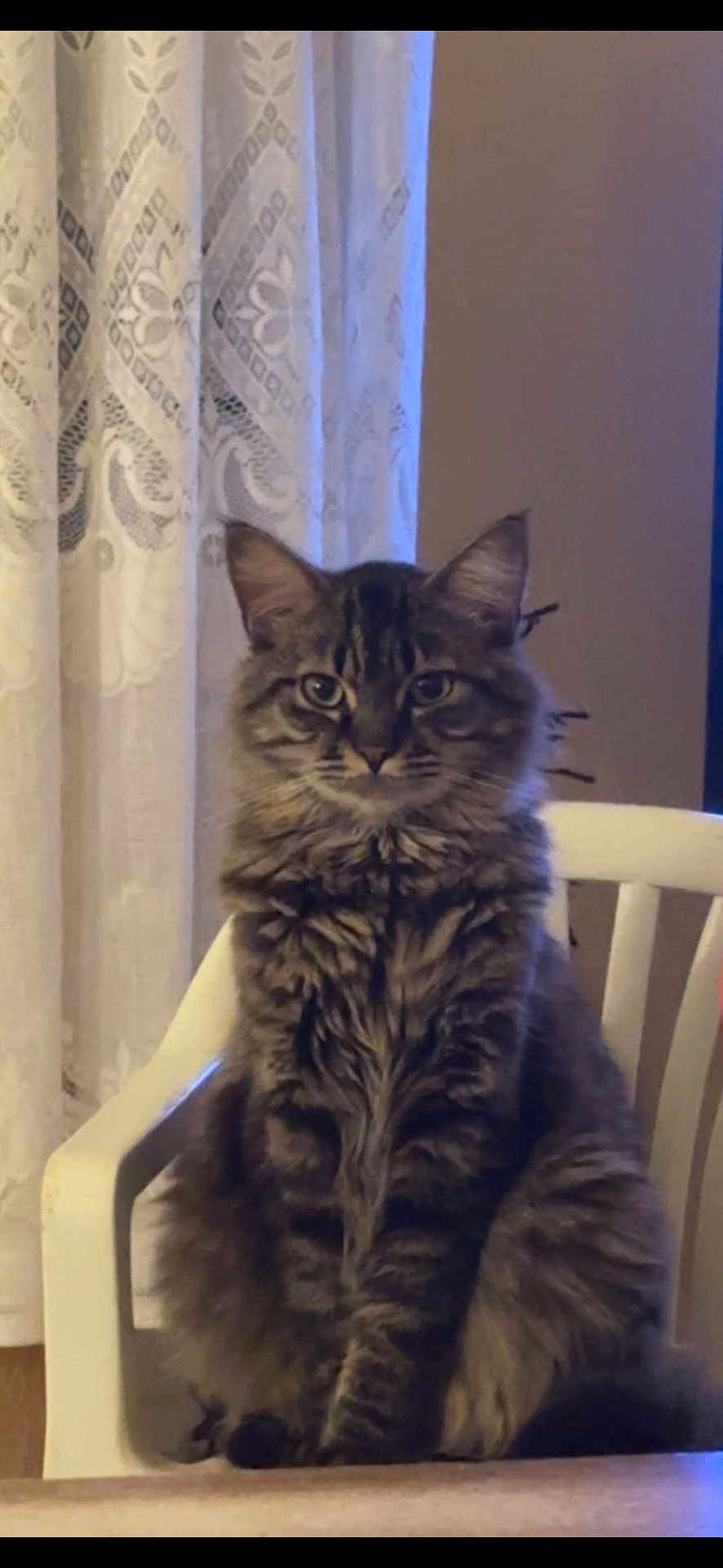 Pompon participe au concours pour gagner de l'argent avec cette photo : cat, tabby, fluffy, sitting, chair, indoor, curtains, lace, furniture, pet, animal, feline, portrait, looking_at_camera, cozy, home, domestic, whiskers, ears, fur