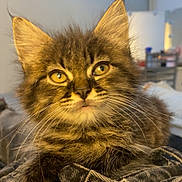 Pompon participe au concours pour gagner de l'argent avec cette photo : kitten, cat, tabby, feline, fur, whiskers, indoor, closeup, pet, cute, animal, young, soft, curious, eyes, portrait, cozy, blurred_background, resting, domestic_cat