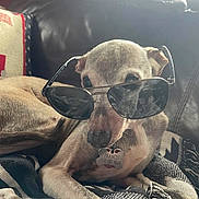 Francis is registered to the contest to win money with this photo: accessory, animal, blanket, brown_coat, canine, casual, cozy, dog, domestic_pet, furniture, indoor, laying_down, leather_couch, pet_tag, portrait, relaxed, resting, sunglasses, sunlight, window