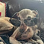 accessory, animal, blanket, brown_coat, canine, casual, cozy, dog, domestic_pet, furniture, indoor, laying_down, leather_couch, pet_tag, portrait, relaxed, resting, sunglasses, sunlight, window