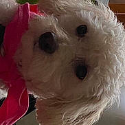 Ellie joined the competition — help win amazing prizes! bichon, canidae, carnivore, collar, companion_dog, dog, dog_breed, dog_supply, fur, maltepoo, non_sporting_group, plush, small_terrier, snout, sporting_group, stuffed_toy, terrier, toy, toy_dog, working_animal