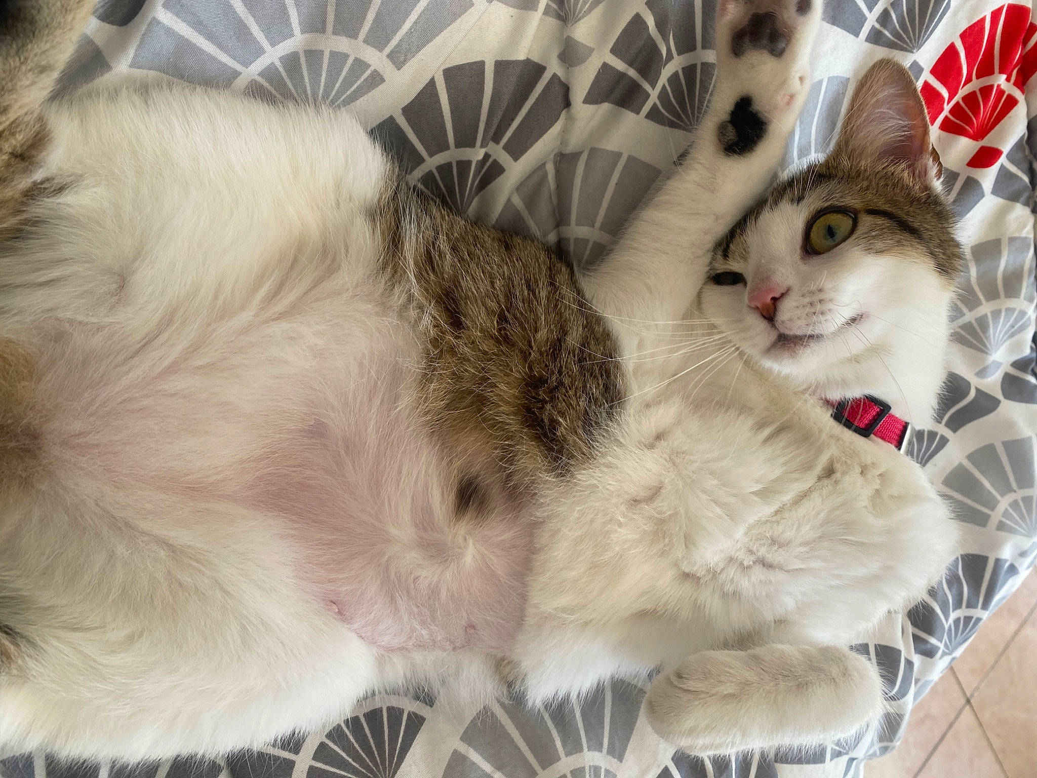 Athéna participe au concours pour gagner de l'argent avec cette photo : animal_shelter, cage, carnivore, cat, cat_supply, claw, comfort, domestic_short_haired_cat, fawn, felidae, fur, mammal, nap, paw, pet_supply, small_to_medium_sized_cats, snout, tail, vertebrate, whiskers