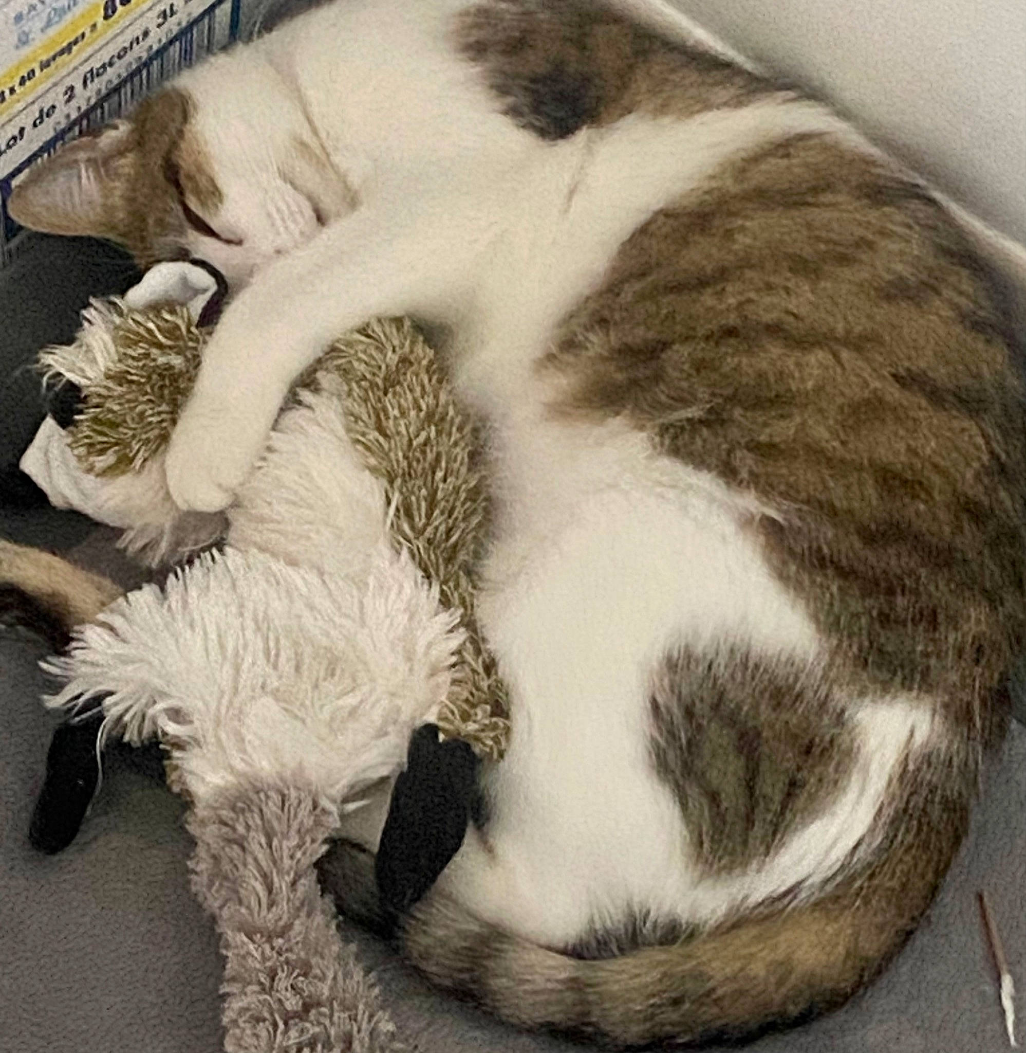 Athéna a rejoint le concours — aidez-le/la à gagner de superbes lots ! art, canidae, carnivore, cat, cat_bed, cat_supply, claw, comfort, companion_dog, domestic_short_haired_cat, felidae, fur, linens, metal, paw, small_to_medium_sized_cats, snout, tail, whiskers, wool