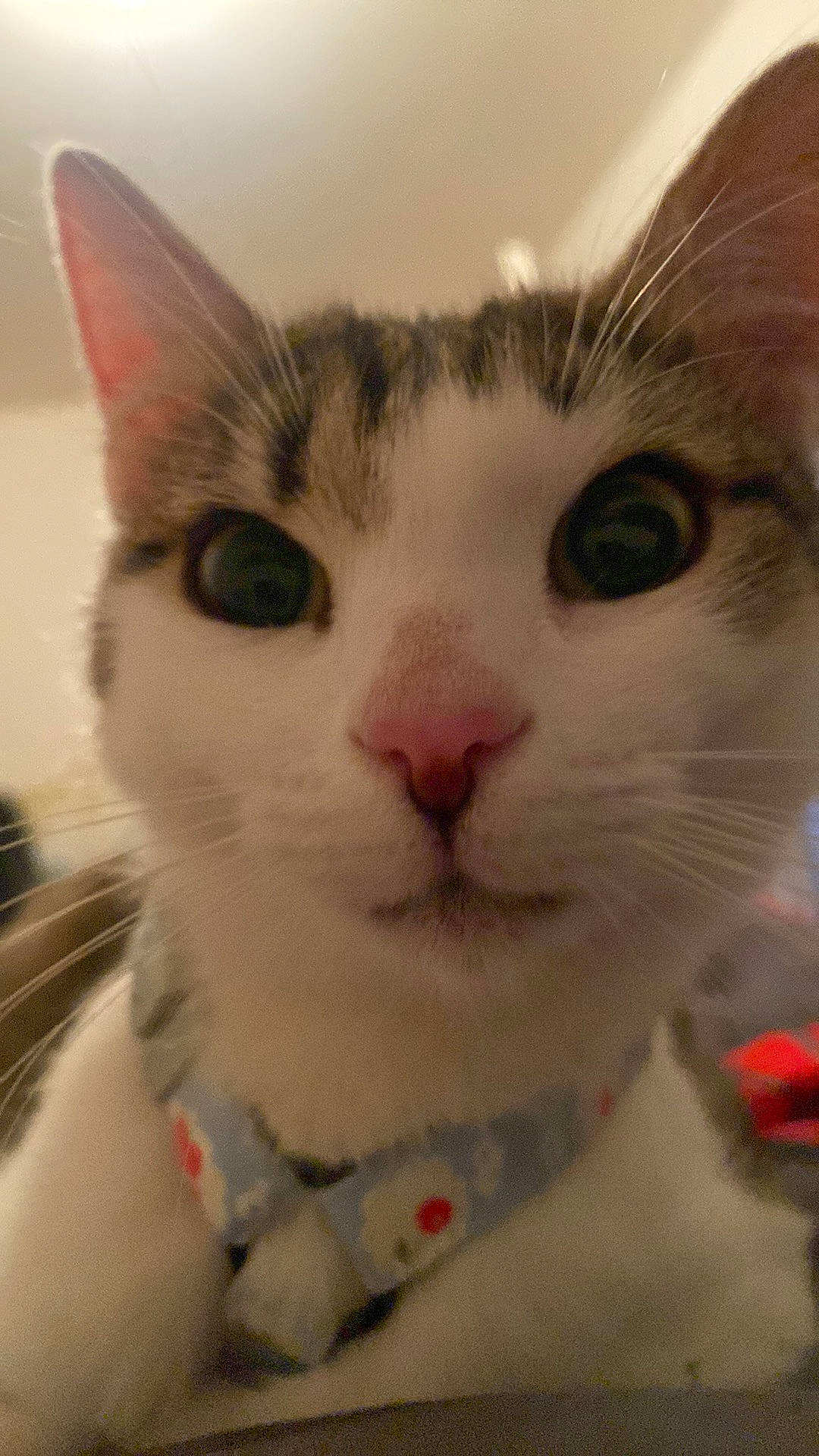 Athéna participe au concours pour gagner de l'argent avec cette photo : carnivore, cat, collar, domestic_short_haired_cat, eye, felidae, fur, paw, pet_supply, small_to_medium_sized_cats, snout, whiskers