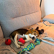 Aïko participe au concours pour gagner de l'argent avec cette photo : beagle, puppy, sleeping, dog, toy, red_ball, plush_toy, rope_toy, couch, blanket, indoor, pet, cozy, relaxing, brown_and_white, fur, paw, head, ear, comfort