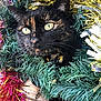 animal, black, cat, christmas, closeup, curious, decorations, ears, eyes, face, festive, greenery, holiday, indoors, pet, tinsel, tortoiseshell, whiskers, wood, wreath