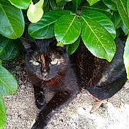 Clea participe au concours pour gagner de l'argent avec cette photo : animal, bush, cat, closeup, curious, feline, fur, green_leaf, ground, leaf, nature, outdoor, paw, pet, resting, shade, soil, tortoiseshell, whiskers, wildlife