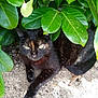 animal, bush, cat, closeup, curious, feline, fur, green_leaf, ground, leaf, nature, outdoor, paw, pet, resting, shade, soil, tortoiseshell, whiskers, wildlife