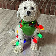 Snoopy is registered to the contest to win money with this photo: dog, white_dog, small_dog, festive, christmas_lights, green_sweater, indoor, wooden_floor, brick_fireplace, holiday, cute, pet, sitting, fur, animal, decorations, cozy, christmas, adorable, holiday_season
