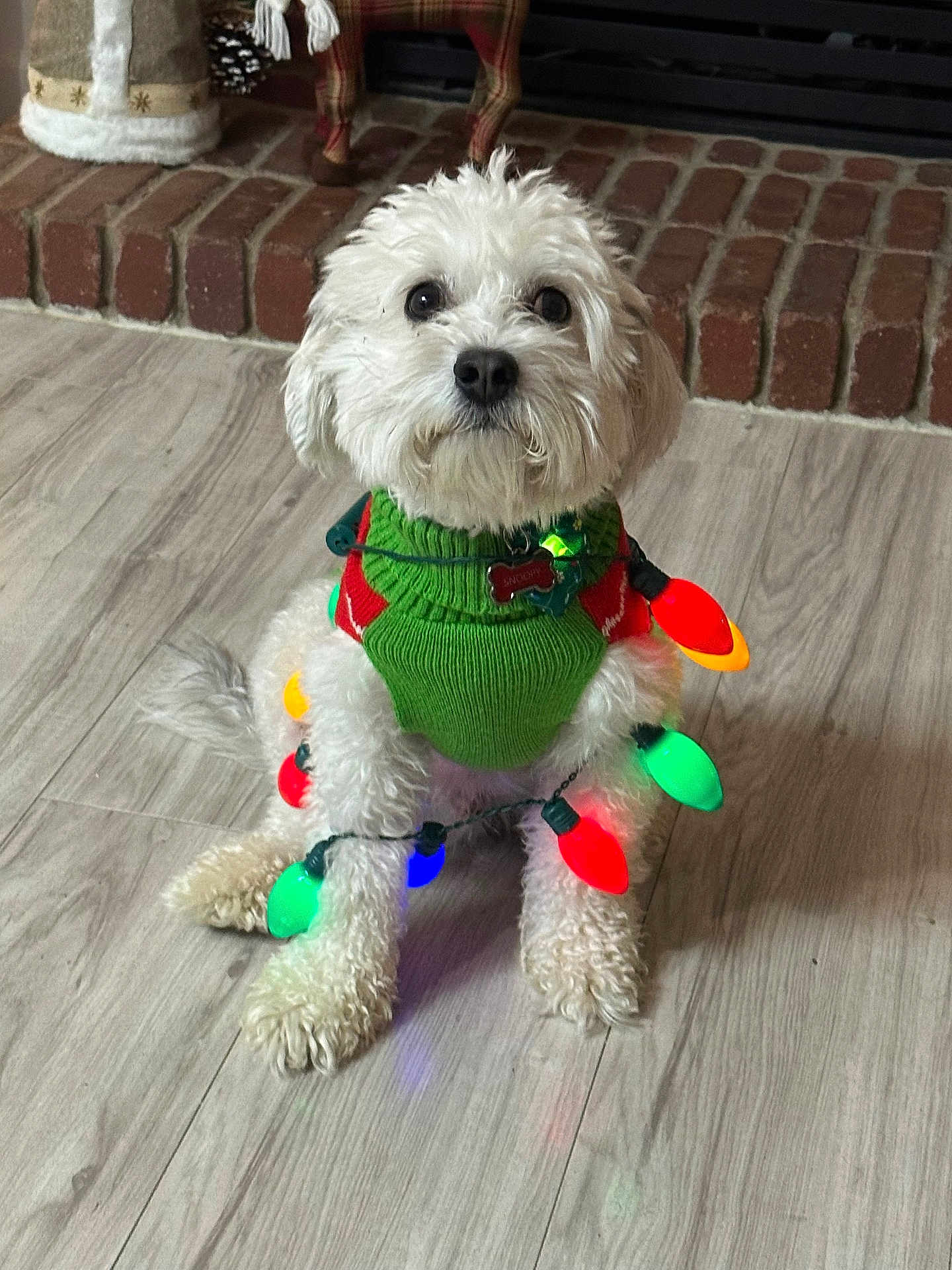Snoopy is registered to the contest to win money with this photo: dog, white_dog, small_dog, festive, christmas_lights, green_sweater, indoor, wooden_floor, brick_fireplace, holiday, cute, pet, sitting, fur, animal, decorations, cozy, christmas, adorable, holiday_season