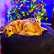 Bentley And Skylar is registered to the contest to win money with this photo: dog, golden_retriever, husky, christmas_tree, holiday_lights, beanbag, indoor, festive, decorations, relaxed, pet, floor, wooden_floor, ornaments, lighting, cozy, animal, companion, domestic, winter