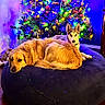 dog, golden_retriever, husky, christmas_tree, holiday_lights, beanbag, indoor, festive, decorations, relaxed, pet, floor, wooden_floor, ornaments, lighting, cozy, animal, companion, domestic, winter