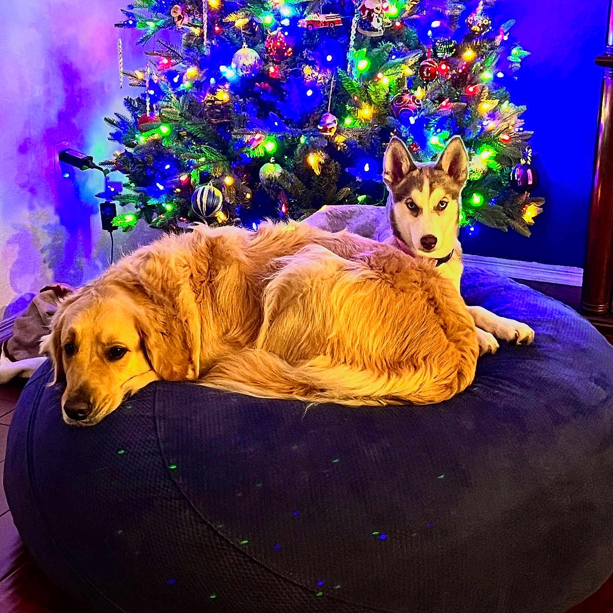 Bentley And Skylar is registered to the contest to win money with this photo: dog, golden_retriever, husky, christmas_tree, holiday_lights, beanbag, indoor, festive, decorations, relaxed, pet, floor, wooden_floor, ornaments, lighting, cozy, animal, companion, domestic, winter