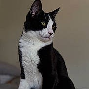 Silvestre is registered to the contest to win money with this photo: cat, black_and_white, indoor, pet, feline, animal, portrait, whiskers, ears, fur, green_eyes, looking_away, sitting, domestic_cat, close_up, soft_light, background_blur, cute, alert, calm