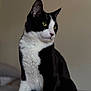 cat, black_and_white, indoor, pet, feline, animal, portrait, whiskers, ears, fur, green_eyes, looking_away, sitting, domestic_cat, close_up, soft_light, background_blur, cute, alert, calm