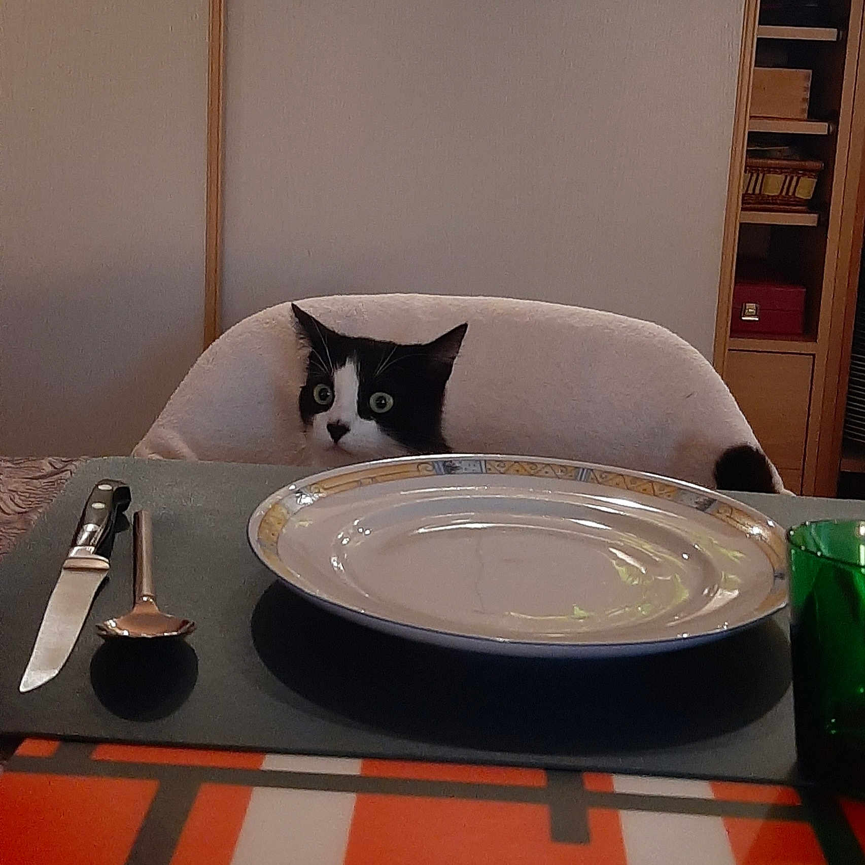 Clochette participe au concours pour gagner de l'argent avec cette photo : anticipation, black_and_white, cat, chair, cozy, curious, dining, domestic, empty_plate, feline, green_glass, indoor, kitchen, knife, pet, plate, spoon, table, waiting, wide_eyes