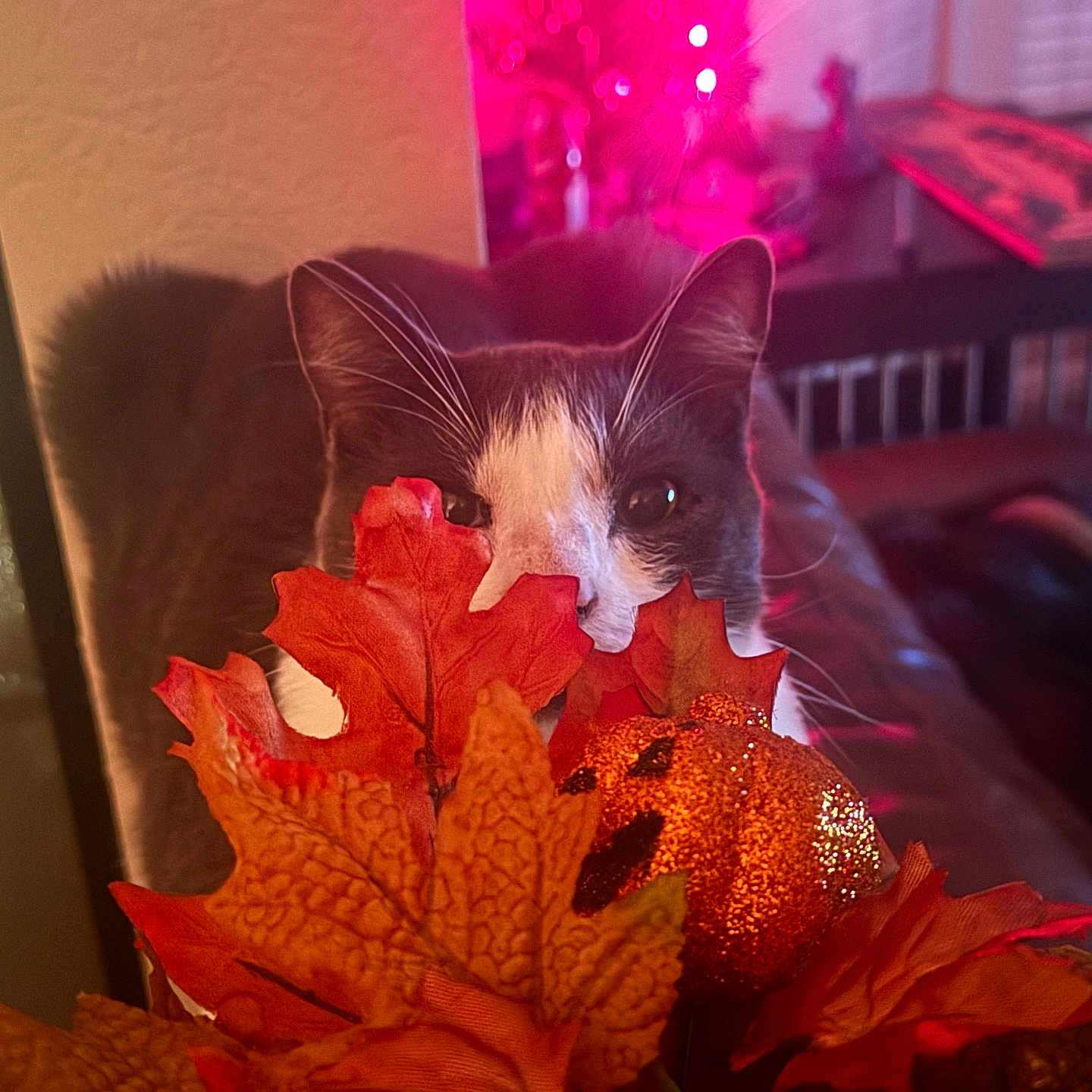 Cosmo is registered to the contest to win money with this photo: animal, autumn, background_blur, brown, cat, closeup, cozy, curious, decor, fall_leaves, furniture, grey_cat, holiday, indoor, orange, pet, pumpkin_decoration, soft_lighting, table, whiskers