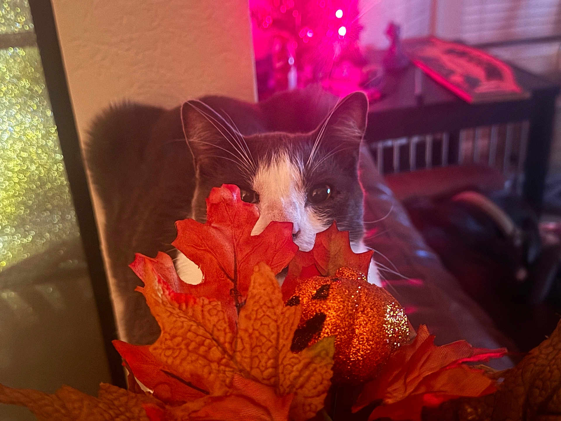 Cosmo
