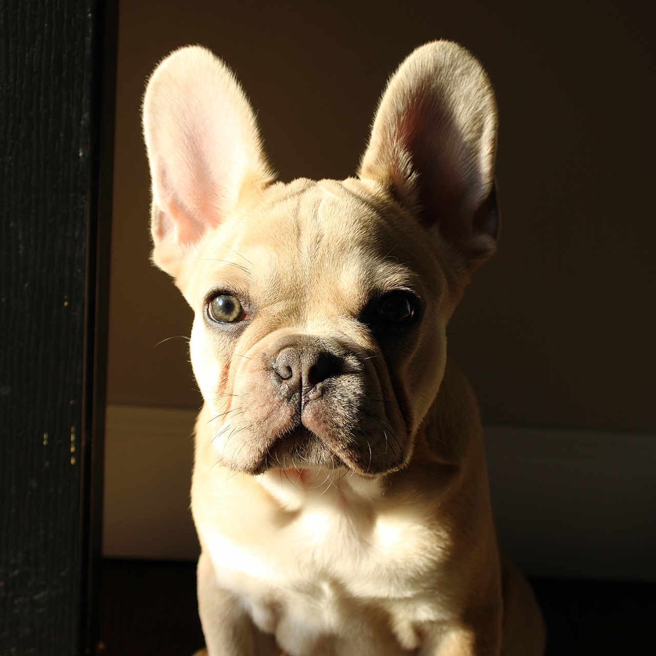 Hank is registered to the contest to win money with this photo: animal, boxer, bulldog, canine, dog, frenchbulldog, pet, pitbull, puppy