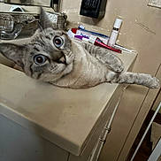 Precious is registered to the contest to win money with this photo: cat, animal, pet, indoor, counter, bathroom, toiletries, mirror, feline, curious, wide_eyes, fur, relaxed, household, sink, cabinet, wall, domestic, close_up, resting