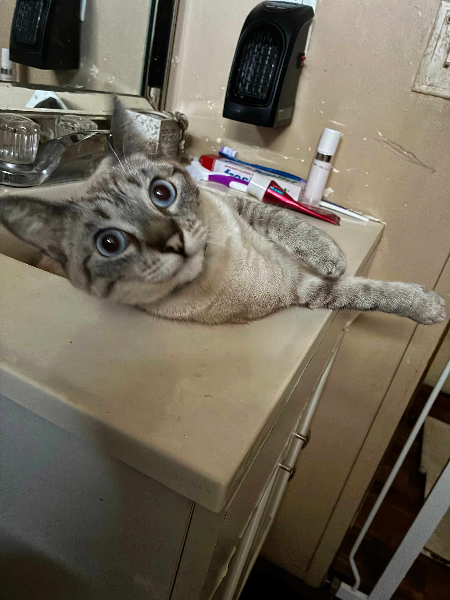 Precious is registered to the contest to win money with this photo: cat, animal, pet, indoor, counter, bathroom, toiletries, mirror, feline, curious, wide_eyes, fur, relaxed, household, sink, cabinet, wall, domestic, close_up, resting