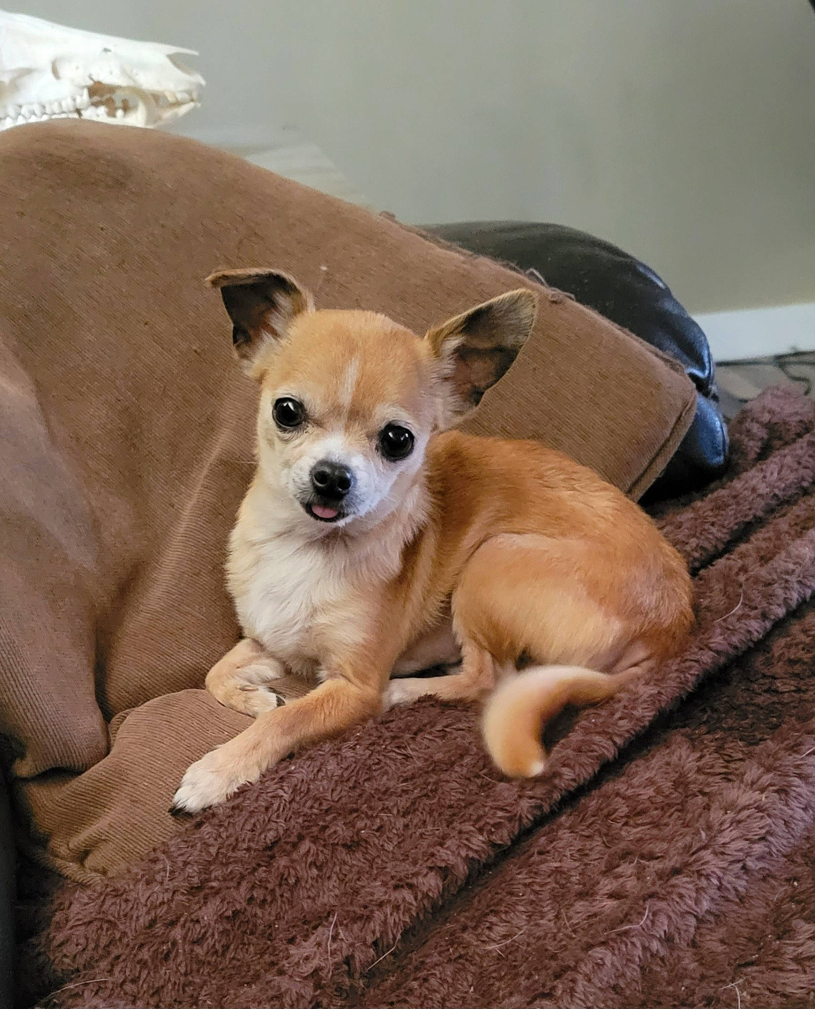 Chipper is registered to the contest to win money with this photo: canidae, carnivore, chihuahua, collar, comfort, companion_dog, corgi_chihuahua, couch, dog, dog_breed, dog_supply, fawn, fur, paw, snout, sporting_group, tail, toy_dog, whiskers, working_animal