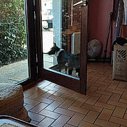 Rocky a rejoint le concours — aidez-le/la à gagner de superbes lots ! dog, black_and_white_dog, pet, animal, standing, glass_door, reflection, doorway, entryway, patio, outdoor, indoor, terracotta_tiles, house, residential, hedge, window, fan, walking_stick, rug