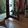 dog, black_and_white_dog, pet, animal, standing, glass_door, reflection, doorway, entryway, patio, outdoor, indoor, terracotta_tiles, house, residential, hedge, window, fan, walking_stick, rug