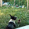 Rocky participe au concours pour gagner de l'argent avec cette photo : dog, black_and_white_dog, brown_animal, grass, garden, backyard, outdoors, fence, trees, foliage, wildlife, sitting, profile, pointed_ears, open_mouth, animal_companion, rural, vegetation, gardening, natural_light
