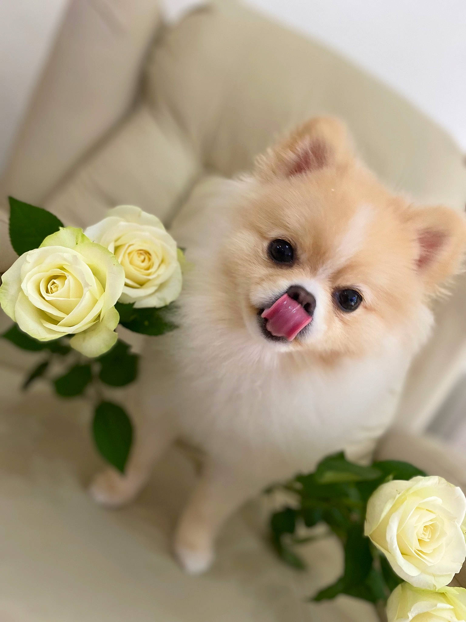 Minnie joined the competition — help win amazing prizes! artificial_flower, canidae, carnivore, companion_dog, cut_flowers, dog, dog_breed, fashion_accessory, fawn, flower, flower_arranging, fur, hybrid_tea_rose, petal, plant, rose, rose_family, rose_order, toy_dog, whiskers