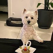 Lina a rejoint le concours — aidez-le/la à gagner de superbes lots ! animal, birthday, cake, candle, celebration, cozy, curious, cute, decor, dog, dog_bed, floor, houseplant, indoor, pet, plant, sitting, small_dog, table, white_dog