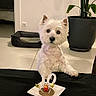 animal, birthday, cake, candle, celebration, cozy, curious, cute, decor, dog, dog_bed, floor, houseplant, indoor, pet, plant, sitting, small_dog, table, white_dog