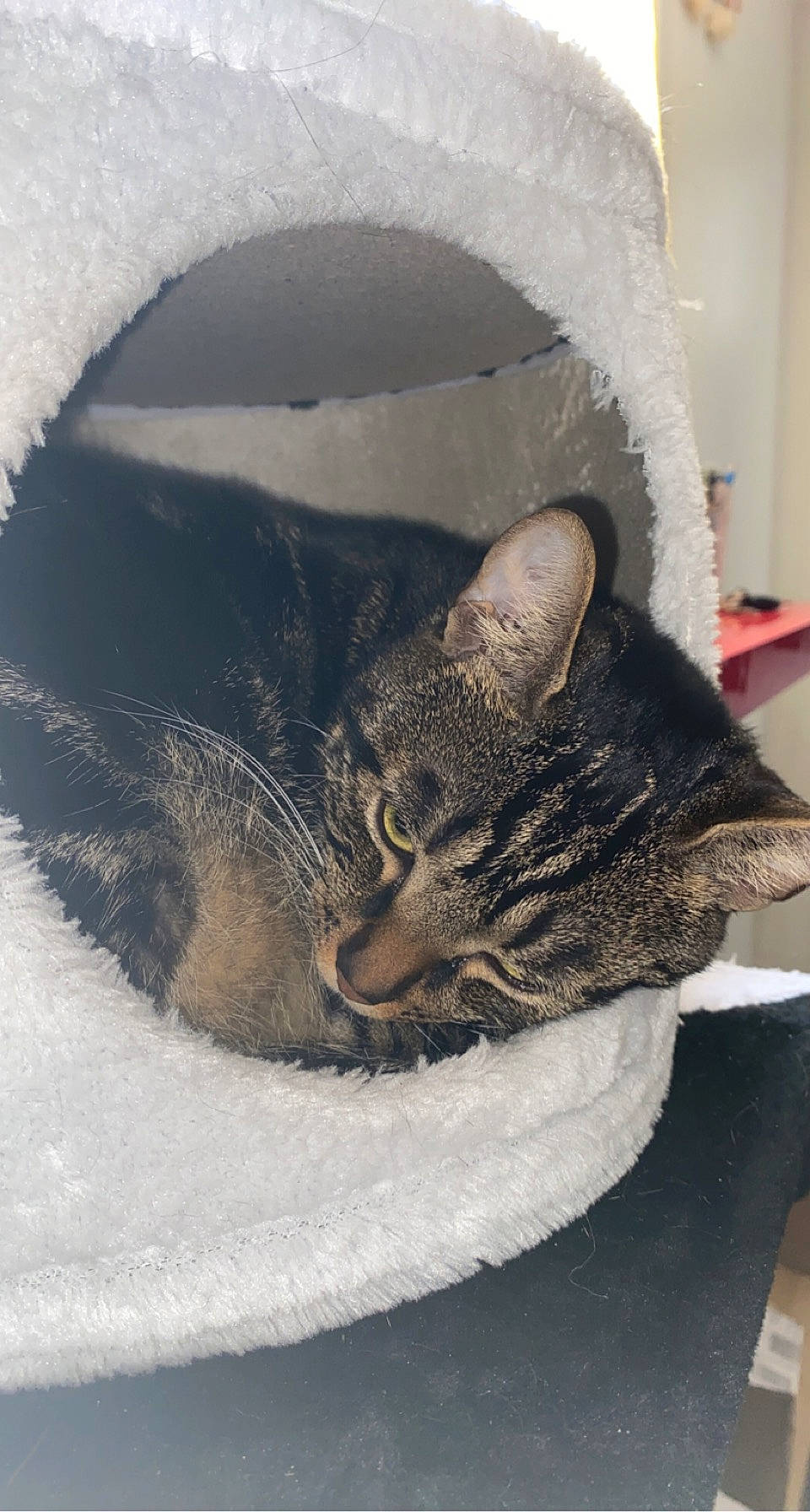 Ramzy participe au concours pour gagner de l'argent avec cette photo : carnivore, cat, cat_bed, cat_supply, comfort, domestic_short_haired_cat, ear, felidae, fur, grey, nap, paw, pet_supply, small_to_medium_sized_cats, snout, snow, tail, whiskers, window, winter