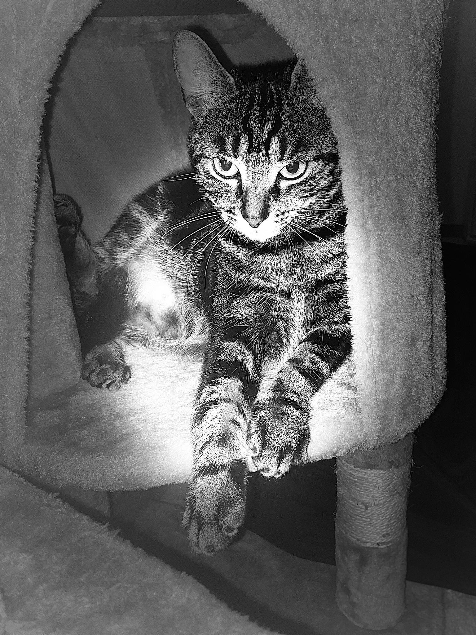 Ramzy a rejoint le concours — aidez-le/la à gagner de superbes lots ! art, black_and_white, bored, carnivore, cat, comfort, darkness, felidae, fur, gesture, grey, human_leg, monochrome, monochrome_photography, paw, small_to_medium_sized_cats, snout, style, tail, whiskers